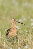 Bar-tailed Godwit